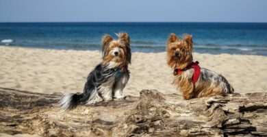 Razas de perros que pueden convivir felizmente con el Yorkshire Terrier