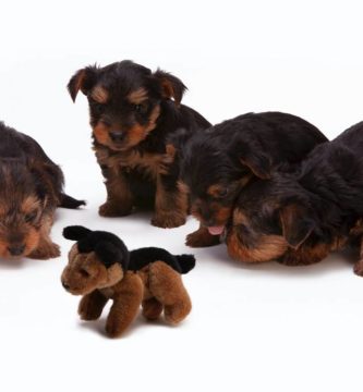 Yorkshire Terrier : Celo, Apareamiento, embarazo y nacimiento de cachorros.