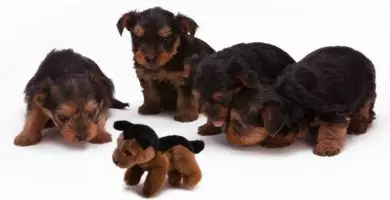 Yorkshire Terrier : Celo, Apareamiento, embarazo y nacimiento de cachorros.