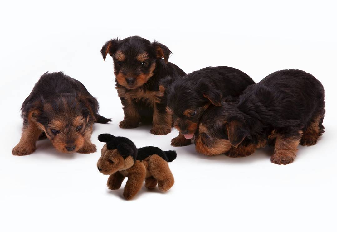 Yorkshire Terrier : Celo, Apareamiento, embarazo y nacimiento de cachorros.