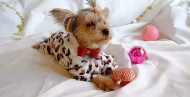 Comprar accesorios para yorsay terrier