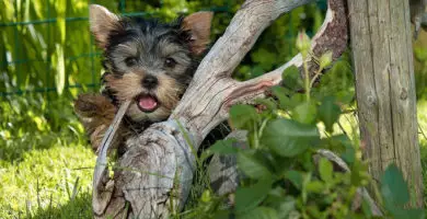 Adiestramiento positivo perro yorsay