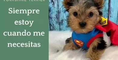 Facebook Yorkshire Terrier